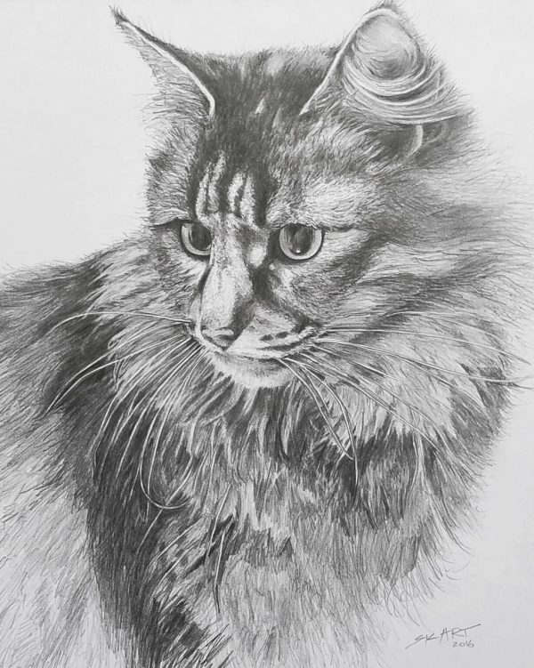 A photo of a realistic hand-drawn pet portrait of a cat named Tilley.