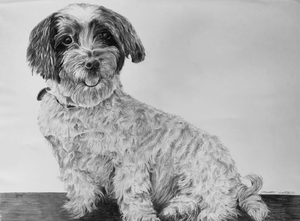 A photo of a realistic Pet Portrait drawing of Rocky, using graphite pencil.