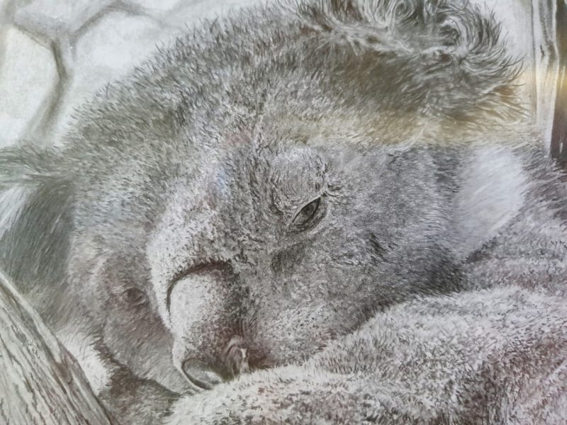 A close-up photo of a koala graphite drawing, highlighting the koala's face.