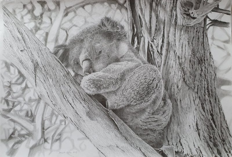 A photo of a beautifully rendered realistic graphite drawing of a koala in the bow of a tree.