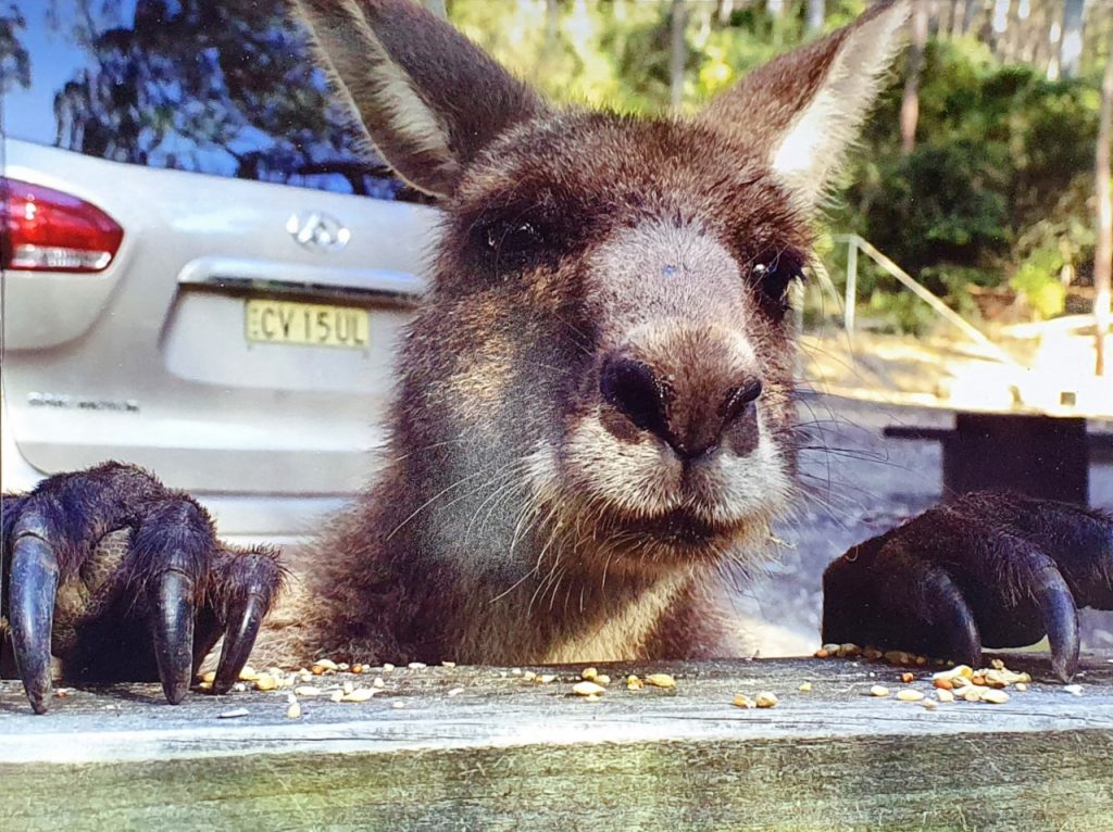 A portrait photo of a kangaroo looking over the top of a wooden fence.