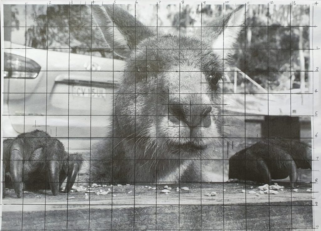 A photo of a kangaroo with grid lines drawn over the image.