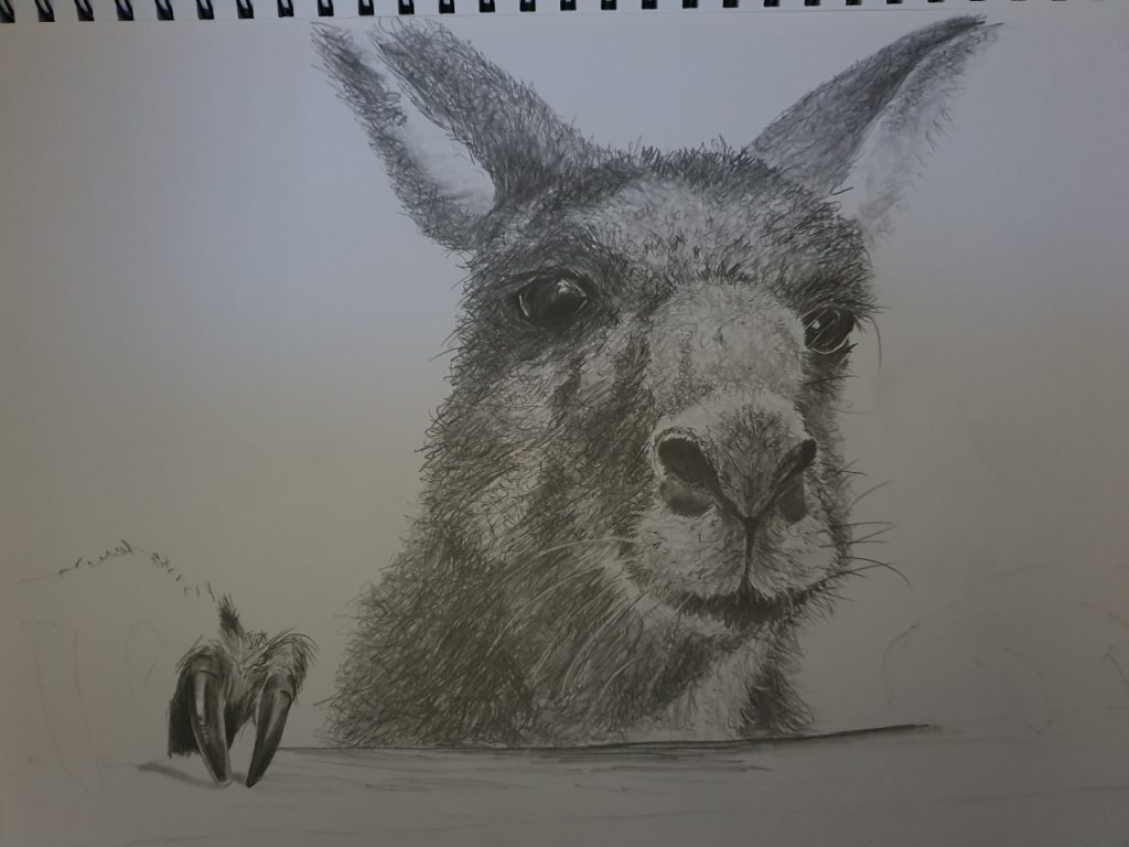 A photo of a realistic kangaroo portrait drawing in progress.