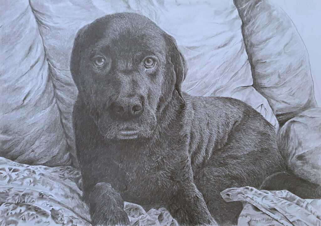A photo of a black labrador lying across a sofa and looking forward towards the viewer.