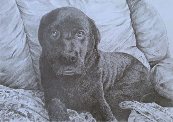 A photo of a black labrador lying across a sofa and looking forward towards the viewer.