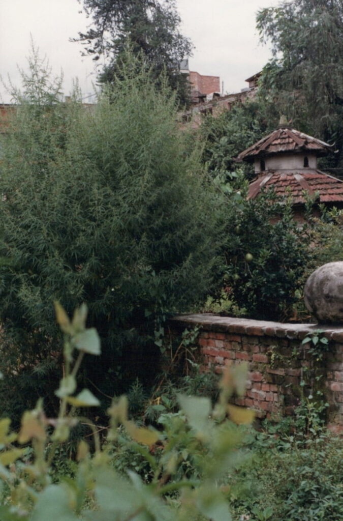 A large marijuana plant behind the Cosy Corner guesthouse in Kathmandu, Nepal - 1987
