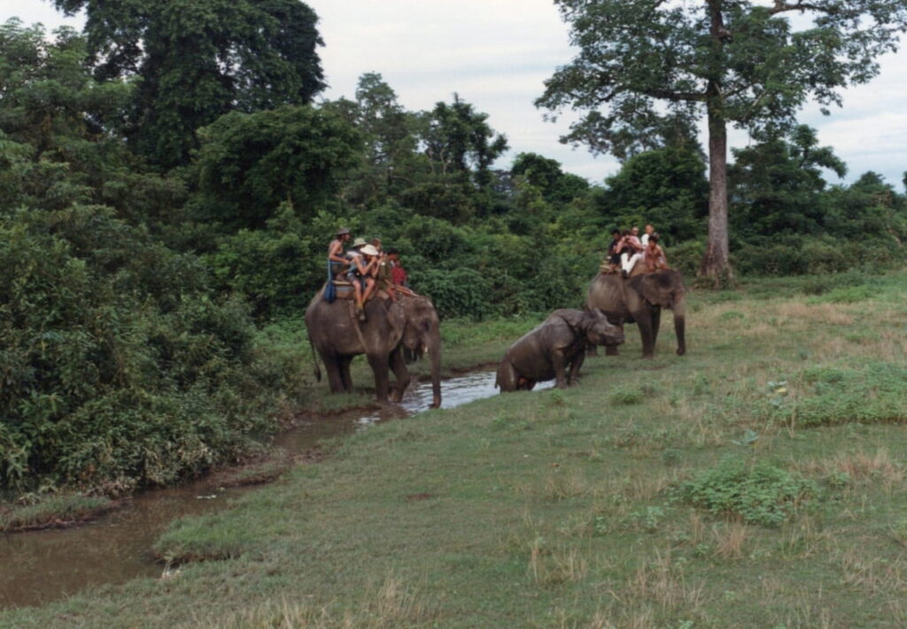 We find rhinos on our elephant ride into Chitwan National Park, Nepal.