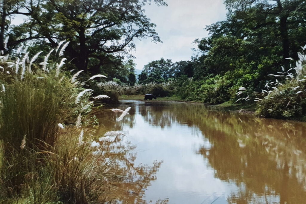 A wild rhino crossing a stream in Chitwan National Park, Nepal.