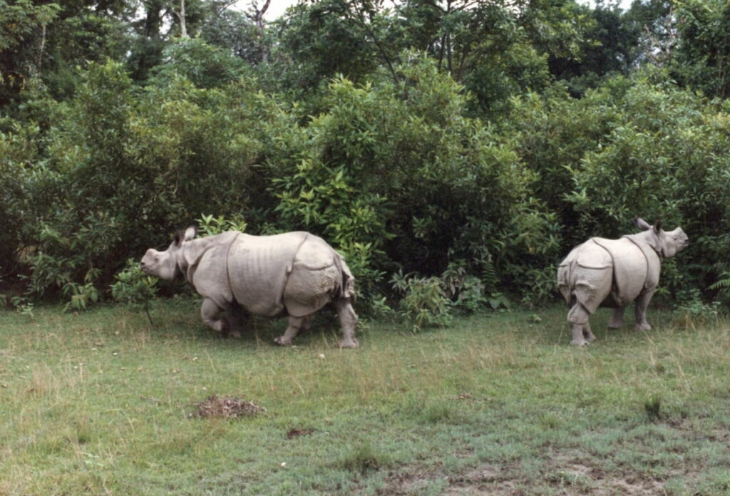 A mother and baby rhinos in Chitwan National Park, Nepal - 1987.